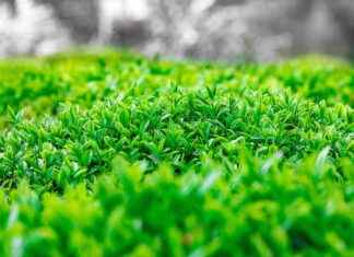 YAPRK YAPRAK SUT VE BESI CIFT. Hisse Bilgileri, Teknik ve Temel Analizi YAPRK YAPRAK SUT VE BESI CIFT. Hisse Bilgileri, Teknik ve Temel Analizi